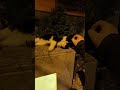 Cute cat #shorts #youtube #fyp #ytshorts #cat #pet #cats #pets #catlover #petlover #catvideos #short