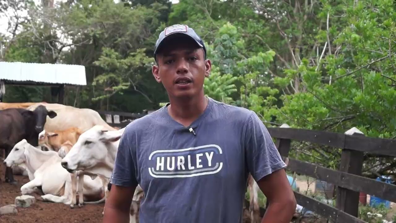 Crianza de ganado para producción de leche y comercialización de terneros #CulturAgroTV #INTA