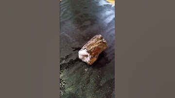 Petrified Wood with Crystals