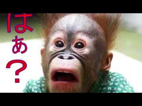 トランプが歌うDynamite    #豊田由美子　#トランプ　#BTS