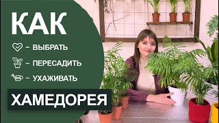 Хамедорея - уход за живым очистителем воздуха