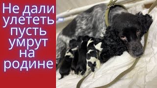 Вылет собак из Якутска запрещен! Несчастную спаниельку с малышами не пустили в самолет