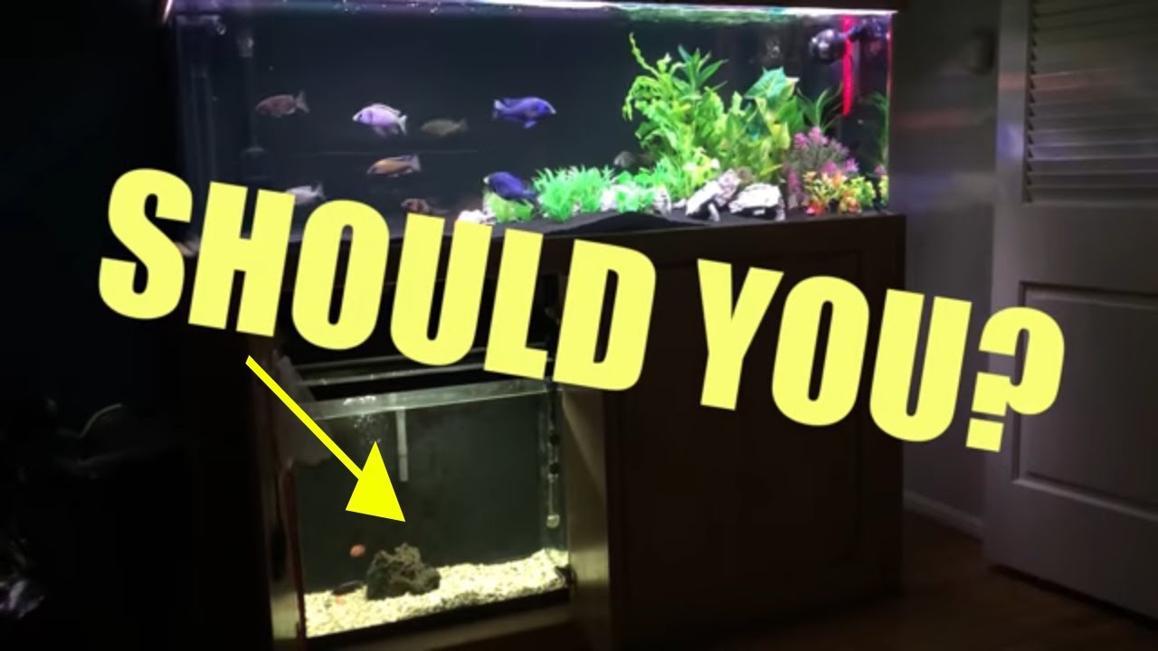 Quarantine New Fish ... YES or No?