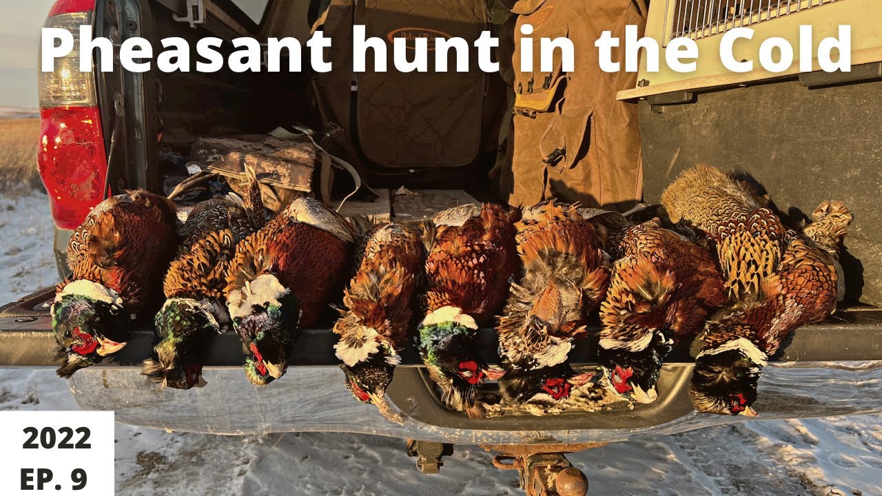 pheasant-hunting-in-cold-and-windy-weather-youtube