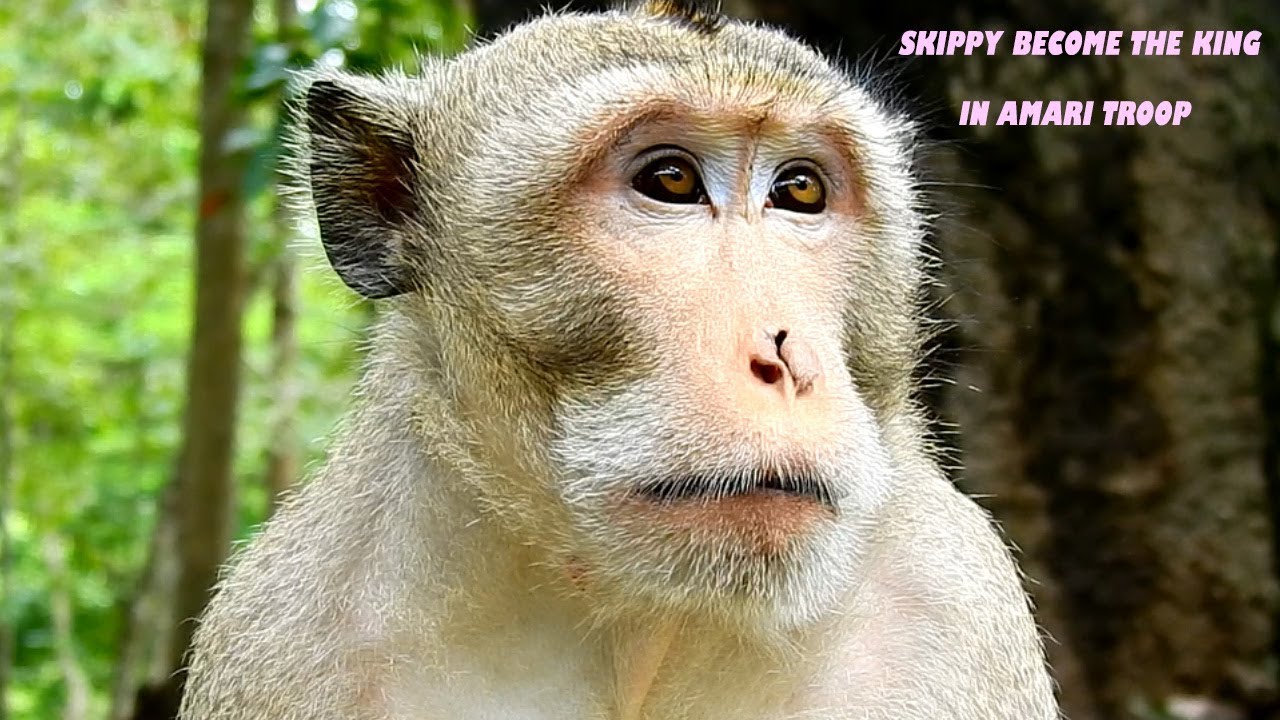 Skippy Monkey Become The New King In Amari Troop, Look So Worry In ...