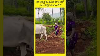 Download Lagu Look at how this grandmother works hard in the field #telugu #telugufacts #trend MP3