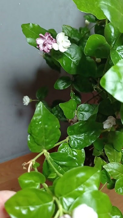Махровый жасмин Арабские Рыцари 26.06.2024 г. #обзорцветов #plants # ...