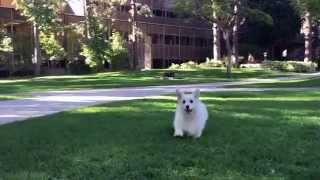 Winston Herds a New Friend at UCLA by Winston The White Corgi 5,127 views 8 years ago 1 minute, 35 seconds