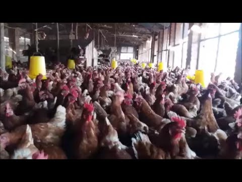 Download ON THE FARM Commercial Poultry Farming 10000 Birds Layers ...