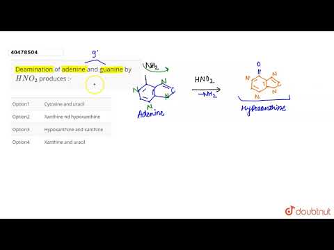 Video: Jaká báze vzniká deaminací adeninu?