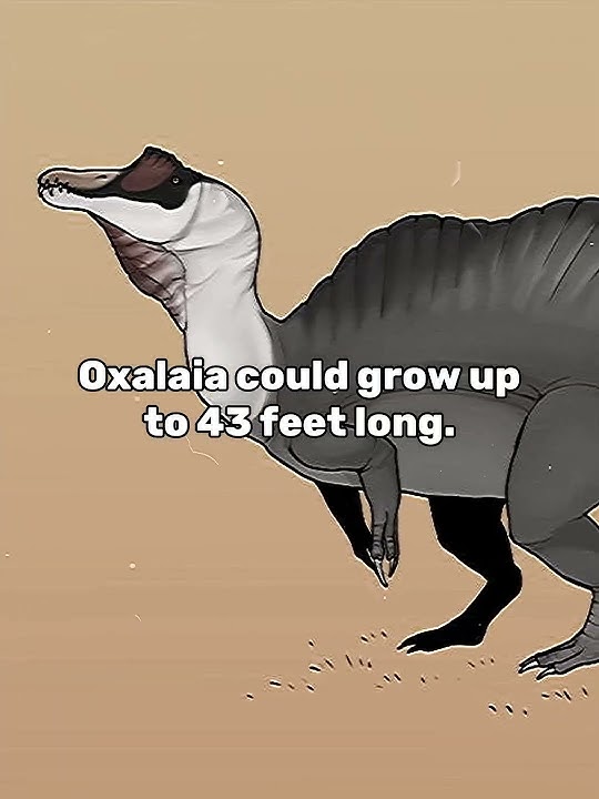 Spinosaurus Sister... #dinosaur #paleontology