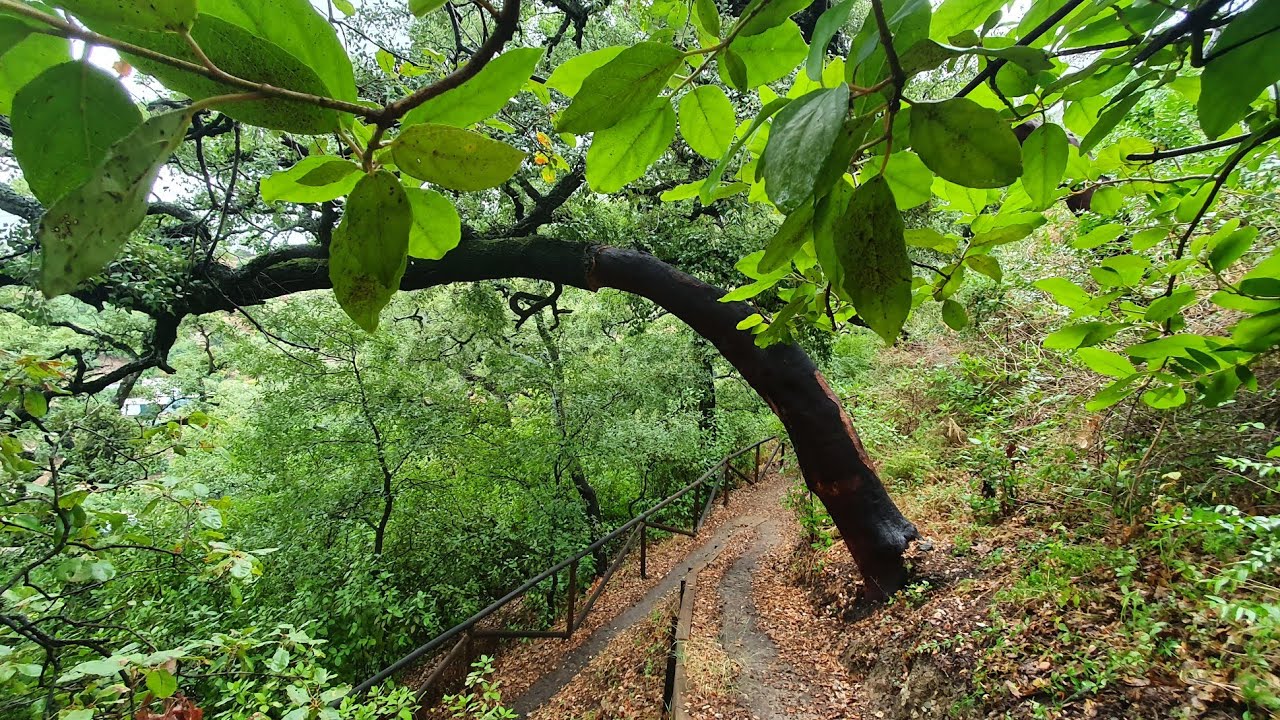 El Coto de Istán, Nacimiento del Nogal y Nacimiento del Río Molinos.