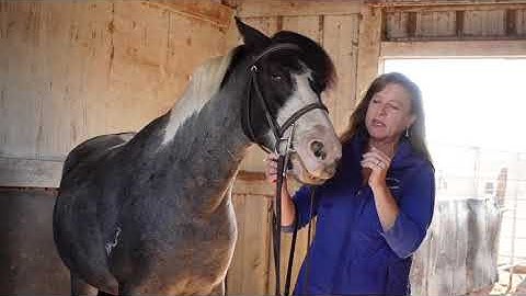 Full Cheek Snaffle Bit : An Excerpt from Clare