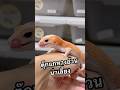 #fattailedgecko #gecko #fattailgecko #reptiles #ตุ๊กแกหางอ้วน #ตุ๊กแก