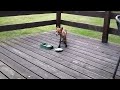 Wild garden foxes eating