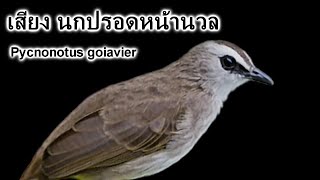 Download Lagu เสียงนกปรอดหน้านวล MP3