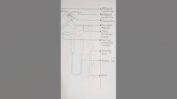 How To Draw Nephron|Nephron Diagram #education #viral #shorts #viralshorts