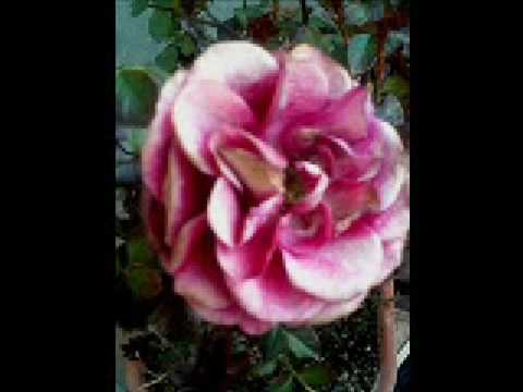 鈴木トオル ア・ラ・モード A LA MODE 鈴木トオル ア・ラ・モード A LA MODE