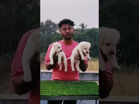 Simmba pet house  sangav Naka  Kagal. Mo. 7385870492/9923118100/9325022814 #labrador #doglover#pets