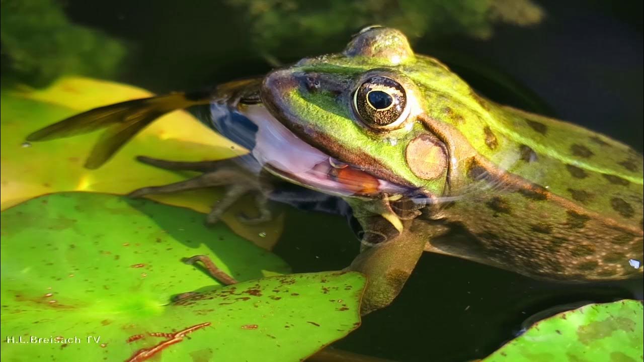 Frosch frisst Fisch YouTube