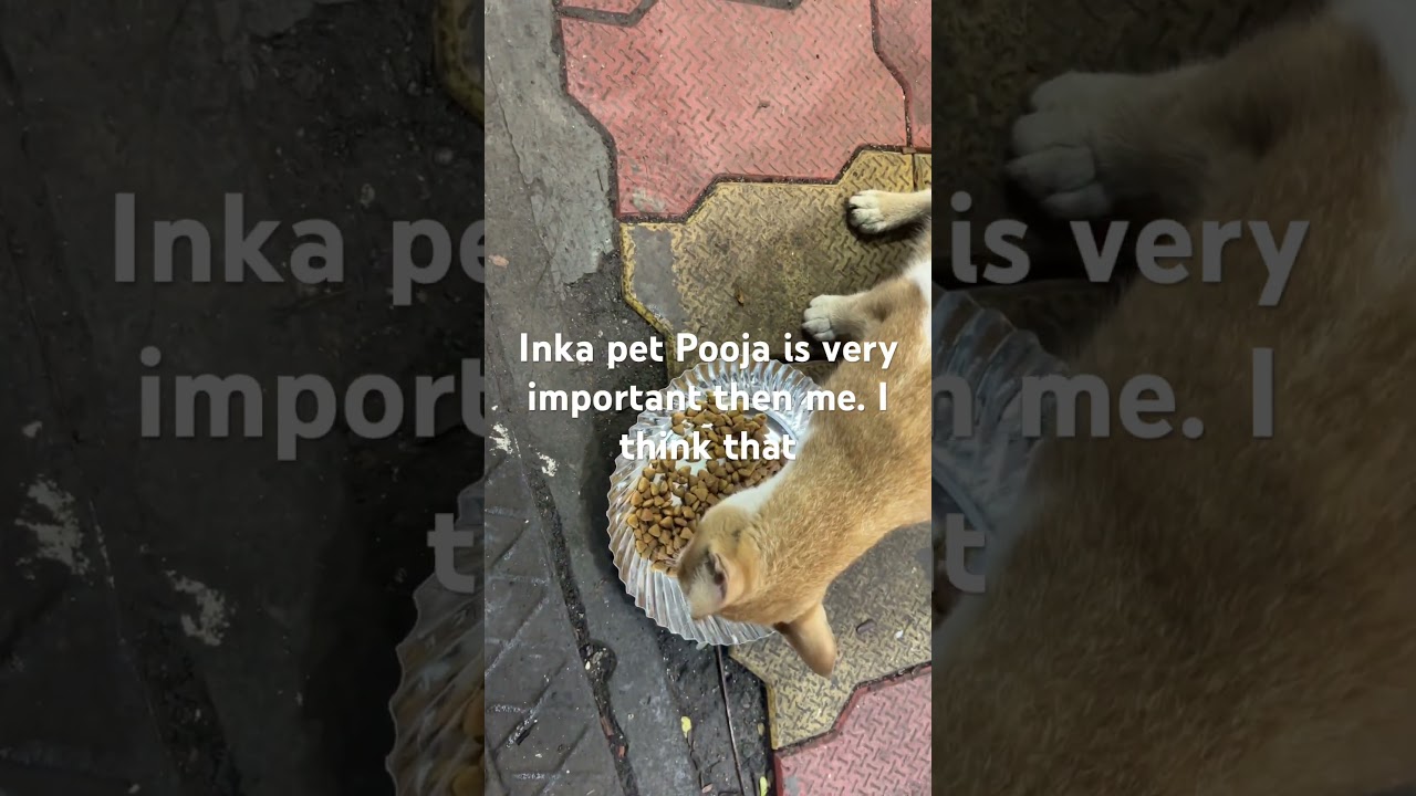 Momo khane gaye thi pir ek street cat mili. 