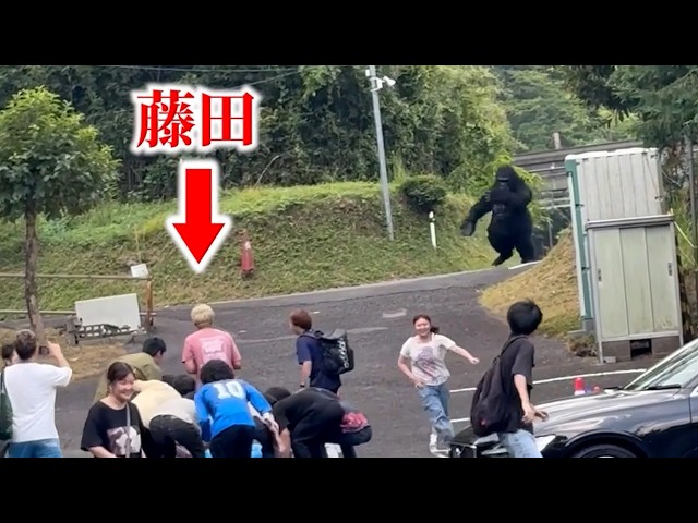 【ドッキリ】突然ゴリラが出てきたら…