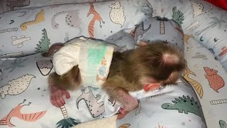 Celebrity Adorable Baby Monkey Harry First Time Mom Wearing Diaper For Him Wealth