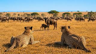 Alaska 4K ULTRA HD Untamed Wilderness &amp; Wildlife Documentary | Relaxing Nature Film with Ambient Sou