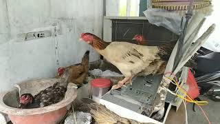 Ternak ayam kampung orang Vietnam