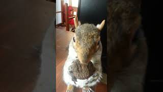 #squirrel good or bad #rusty #video
