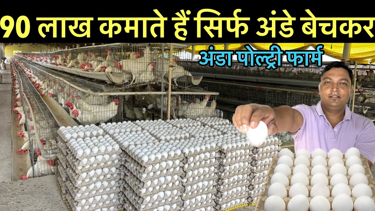 Layer poultry farming subsidy॥Layer Poultry farm business plan॥Poultry business