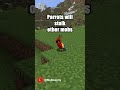 Parrots Stalk other mobs #shorts #minecraft #minecraftshorts
