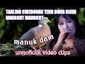 tarling teng dung Cirebonan manuk dara (unoficial video clips)