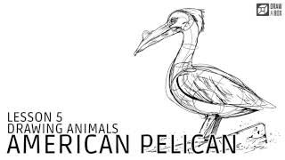 Lesson 5: American White Pelican Demo