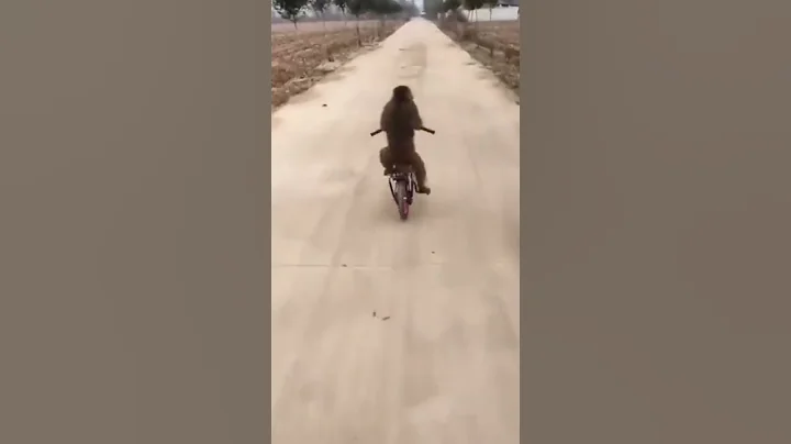 Bandar mama to gya 🤣🤣🐒#shorts #monkey #cycling #trending #animals #haryani_song