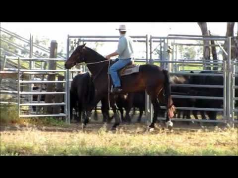 Video: Australsk Stock Horse Horse Race Allergivenlig, Sundhed Og Levetid