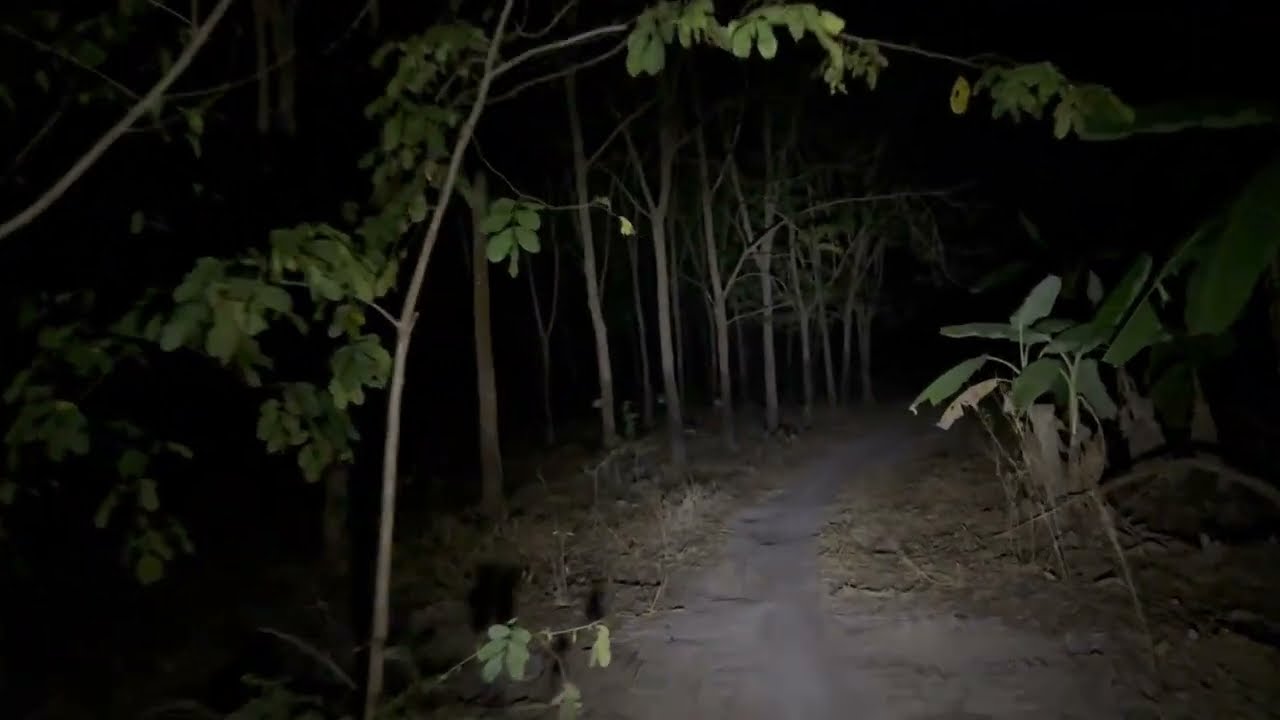 Oh my G សំឡេងស្រែកឡេីងពេញព្រៃ​  ជួយផងៗ​ |  Mao Real hunter Ghost 👻 