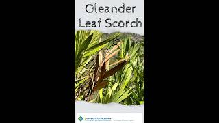 Oleander Leaf Scorch Oleander Pests And Diseases