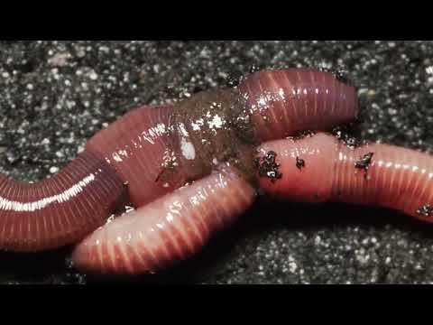 How Earthworms Mate?
