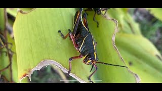 Eastern Lubber Grasshopper