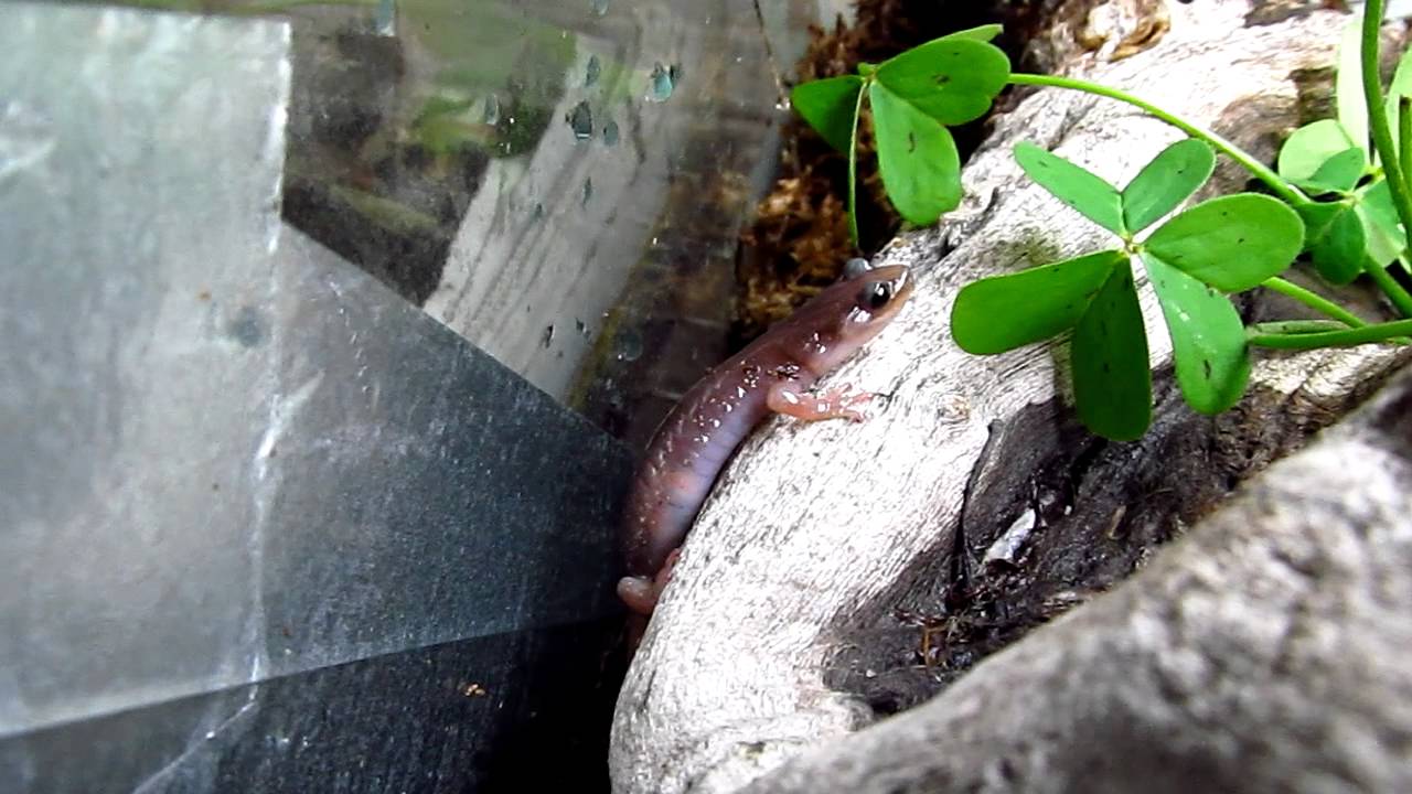 Aneides lugubris - Arboreal Salamander