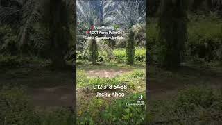 📌Gua Musang🌴📌1,291 Acres Palm Oil Estate Company for Sale🌴