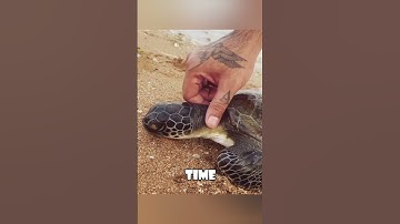 Thumbnail of Saving a Dehydrated Sea Turtle: A Heartwarming Rescue Story #animals #love