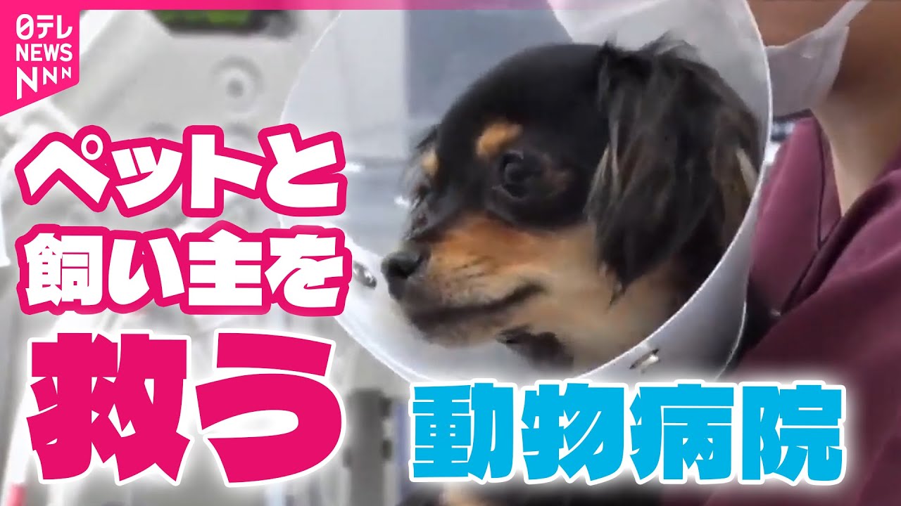 【動物病院】超多忙！巨大動物病院 …現場救う“愛玩動物看護師”の奮闘に密着 / ケガや病気で苦しむペットを救う“新人獣医”　検査するも原因不明…迫られる「決断」