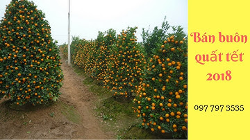 Quất tết 2020