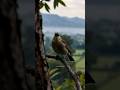 Pemandangan Sawah Hijau Pagi Hari dengan Burung di Alam Liar #youtubeshorts #shorts #sawahhijau