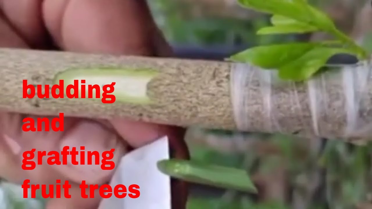 Budding techniques and planting/how to bud fruit trees 