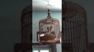 Download Lagu Blacktroat jantan 4 bulan MP3