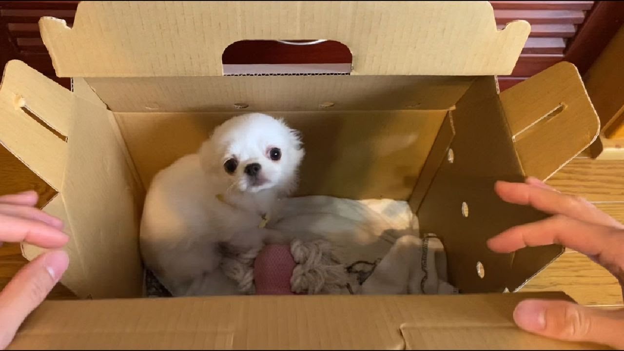 Вырастить щенка.