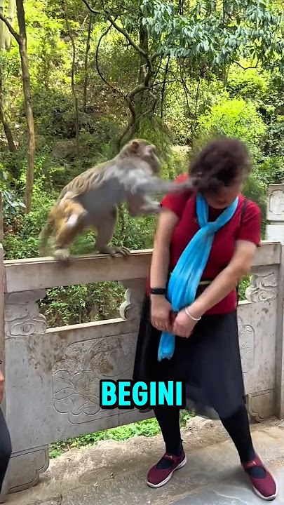GRANDMOTHER'S HAIR WAS PULLED BY A MONKEY ⁉️ #viralvideo #funny #hilarious